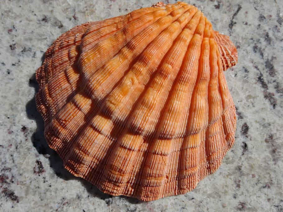 Schale, Orange, Glück, beschädigen, High Angle View, Nahansicht, keine Leute, Essen und Trinken, Lebensmittel, Stillleben, Muster, Tag, texturiert, natürliches Muster, Wohlbefinden, gesundes Essen, orange Farbe, Land, Natur, Frische, Holz - Material, drinnen, Winter, 4K