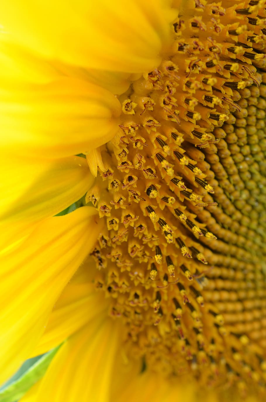 stänga, Foto, gul, blomma, solblomma, vår, blomstra, sommar, vår, ljus, Sol, solros, natur, växt, kronblad, närbild, makro, lantbruk, skönhet i naturen, enda blomma, pollen, blomhuvud, botanik, friskhet, bräcklighet, blommande växt, blomställning, sårbarhet, tillväxt, extrem närbild, naturligt mönster, inget folk, mjukhet, 4K