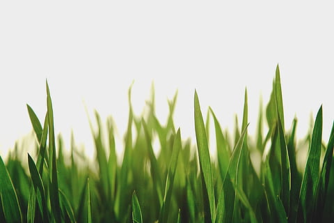 avvicinamento, fotografia, verde, campo d'erba, selettivo, foto di messa a fuoco, erba, giorno, foto, Aloe Vera, pianta, colore verde, natura, freschezza, prato, primavera, estate, filo d'erba, all'aperto, crescita, ambiente, sfondi, nessuno, torba, foglia, agricoltura, pianta di cereali, raccolto, cielo, campo, bellezza nella natura, cielo sereno, terra, copia spazio, la tranquillità, scena rurale, paesaggio, 5K, CC0, dominio pubblico, privo di copyright