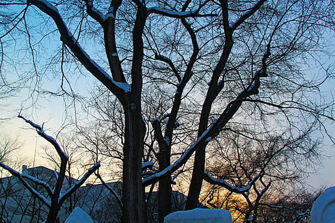 tramonto, bellissimo, freddo, inverno, sera, parco, parco odori, città, Sapporo, hokkaido, Giappone, albero, albero nudo, ramo, pianta, natura, temperatura fredda, tronco, giorno, tronco d'albero, cielo, la neve, nessuno, la tranquillità, bellezza nella natura, all'aperto, Inquadratura dal basso, luce del sole, terra, 2K, CC0, dominio pubblico, privo di copyright