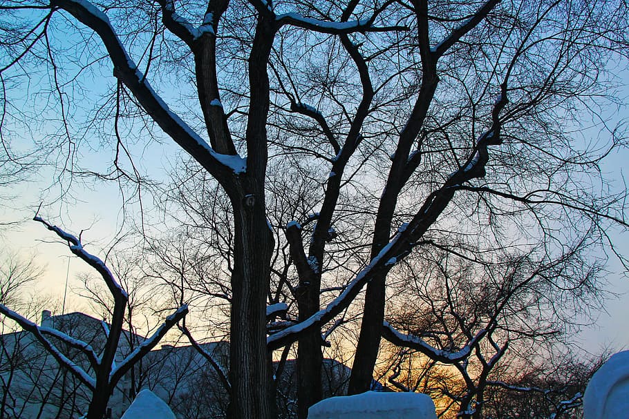 posta de sol, bonic, fred, hivern, tarda, parc, parc odori, ciutat, sapporo, hokkaido, Japó, arbre, arbre nu, branca, planta, naturalesa, temperatura de fred, tronc, dia, tronc de l'arbre, cel, neu, cap gent, tranquil·litat, bellesa a la natura, a l'aire lliure, vista d’angle baix, llum solar, terra, 2K