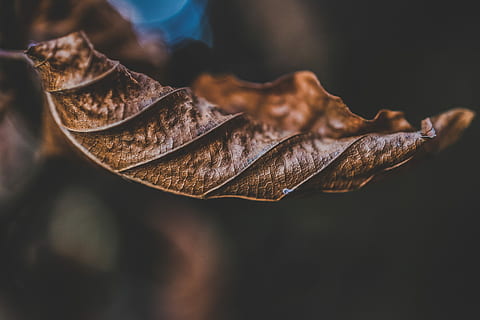 makro skud fotografering, tørret, blad, tørret brunt blad, tør, Brun, efterår, natur, plante del, tæt på, ingen mennesker, fokus på forgrunden, lave om, skrøbelighed, sårbarhed, plante, dag, udendørs, blade, skønhed i naturen, selektiv fokusering, bladvenen, sort baggrund, naturlig tilstand, 5K, CC0, offentligt domæne, royaltyfrie