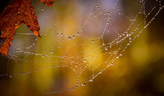 selettivo, focalizzata, foto, ragnatela, acqua, gocce, micro, rugiada della fotografia, rugiada, web, autunno, foglia, natura, ragno, astratto, bokeh, goccia di pioggia, pioggia, far cadere, bagnato, avvicinamento, vulnerabilità, fragilità, concentrarsi sulle conoscenze acquisite, nessuno, bellezza nella natura, intrappolati, complessità, modello, modello naturale, all'aperto, giorno, concentrico, 1080P, CC0, dominio pubblico, privo di copyright
