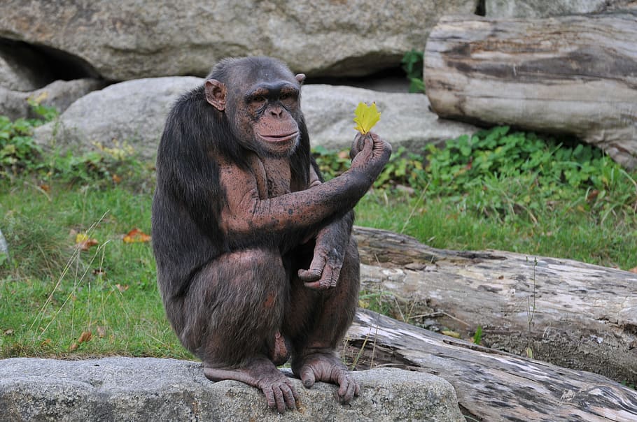 zoo, hellabrunn, munich, primat, mamífer, mico, fauna animal, sòlid, rock, rock - object, un animal, animals a la natura, assegut, vertebrats, naturalesa, cap gent, dia, a l'aire lliure, contemplació, 4K