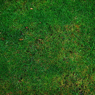 erba verde, prato, erba, struttura, Halme, verde, sfondi, colore verde, natura, torba, all'aperto, modello, pianta, fotogramma intero, terra, campo, vista dall'alto, crescita, giorno, nessuno, bellezza nella natura, fogliame, sport, la tranquillità, fogliame lussureggiante, campo da gioco, 1080P