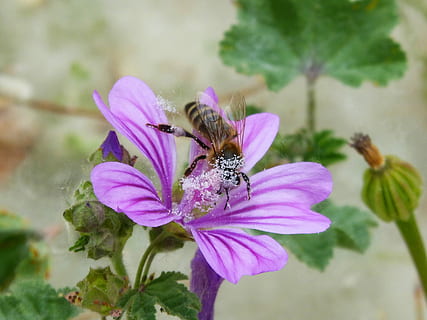 bipollen, pollinera, malva, bi, pollen, Libar, blomma, bräcklighet, växt, insekt, natur, kronblad, blommande växt, djur-, ryggradslös, djurteman, sårbarhet, ett djur, skönhet i naturen, djur i det vilda, blomhuvud, djurliv, friskhet, tillväxt, närbild, fokusera på förgrunden, blomställning, pollinering, inget folk, rosa färg, utomhus, djur vinge, lila, 2K, CC0, offentligt domän, royaltyfria