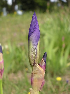 fiore, iris, germoglio, pianta, vulnerabilità, avvicinamento, fragilità, concentrarsi sulle conoscenze acquisite, crescita, bellezza nella natura, viola, freschezza, pianta fiorita, natura, giorno, petalo, nessuno, campo, all'aperto, terra, inizi, testa di fiore, 1080P, CC0, dominio pubblico, privo di copyright