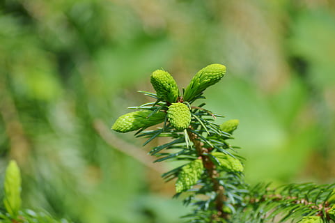 pi, branca, motor, agulles, branca de pi, picea, naturalesa, espectacle de coníferes, bígaro, conífera, branca d’agulla, arbre, color verd, creixement, planta, cap gent, dia, primer pla, enfocament selectiu, bellesa a la natura, part de la planta, full, a l'aire lliure, animals a la natura, centrar-se en primer pla, fauna animal, animal, inicis, insecte, invertebrat, arbre de coníferes, 5K, CC0, domini públic, lliure de regalies