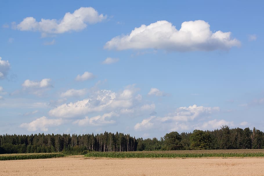 cielo, nuvole, blu, bianca, cereali, alimento base, grano, campo di mais, campo, natura, estate, foresta, rurale, agricoltura, Alta Baviera, nuvola - cielo, ambiente, paesaggio, scenics - natura, scena tranquilla, albero, la tranquillità, pianta, terra, scena rurale, bellezza nella natura, crescita, giorno, nessuno, azienda agricola, erba, all'aperto, 4K
