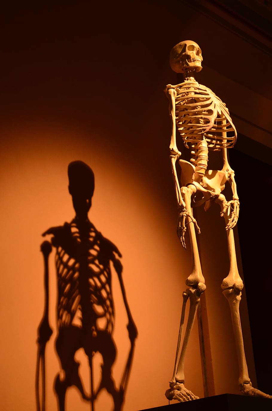 estàtua del crani, negre, stand, esquelet, ombra, humà, anatomia, os, joc d'ombres, hispà, marc, biologia, model, ossos humans, vertical, la fugacitat, representació humana, representació, escultura, art i artesania, estàtua, semblança masculina, esquelet humà, arquitectura, història, cap gent, creativitat, el passat, a l'interior, artesania, figureta, tir de l'estudi, govern, 4K
