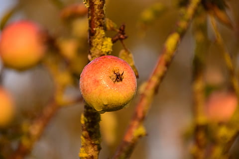 Mela, albero di mele, albero, frutta, natura, rosso, vicino, cibo, kernobst gewaechs, ramo, autunno, Morgentau, rugiada, umido, Alba, cibo e bevande, mangiare sano, pianta, avvicinamento, freschezza, nessuno, crescita, benessere, maturo, all'aperto, agricoltura, concentrarsi sulle conoscenze acquisite, mela - frutto, messa a fuoco selettiva, cachi, 5K, CC0, dominio pubblico, privo di copyright