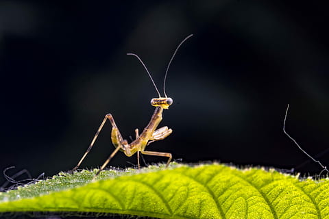 malý, mantis, hmyz, makro, vlastnosti, kudlanka nábožná, Příroda, zvíře, detail, masožravec, volně žijících živočichů, bezobratlý, členovců, zvířecí anténa, jednoho zvířete, zvířat, pavouk, zvířata ve volné přírodě, rostlinné části, list, rostlina, zelená barva, krása v přírodě, nikdo, růst, část těla zvířete, zaměřit se na popředí, černé pozadí, venku, motýl - hmyz, 1080P, CC0, veřejná doména, bez autorských práv