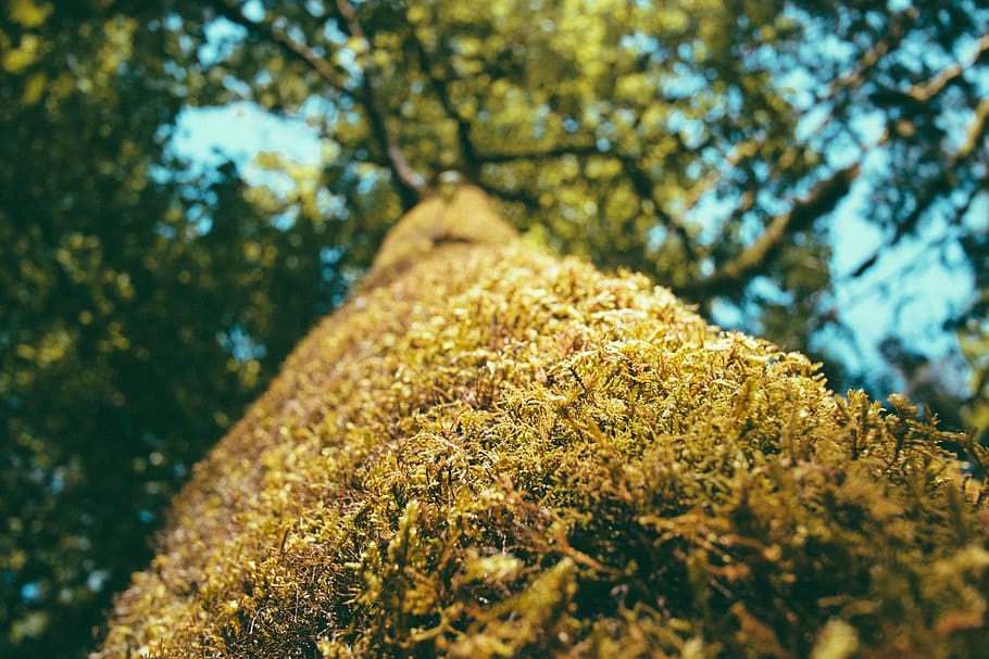 Moos, Baum, Borke, alt, Natur, Grün, bewachsen, alter Baum, Moos bedeckt, Flechten, Himmel, Blau, Bäume, Ast, Pflanze, Nahansicht, Schönheit in der Natur, keine Leute, Sonnenlicht, draußen, Tag, Gelb, Umgebung, Wachstum, Tierthemen, Tier, wirbellos, Tierwelt, Herbst, Fokus auf den Vordergrund, Land, Ökosystem, 1080P