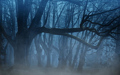 black leafless trees, background, forest, fog, trees, aesthetic, light, weird, mystical, fairytale, mysterious, dark, scrub, landscape, lighting, darkness, magic, nature, edited, photo manipulation, blautöne, abendstimmung, night, evening, twilight, tree, plant, bare tree, tranquility, trunk, no people, tranquil scene, tree trunk, land, branch, scenics - nature, beauty in nature, winter, non-urban scene, cold temperature, environment, woodland, outdoors, 2K, CC0, public domain, royalty free