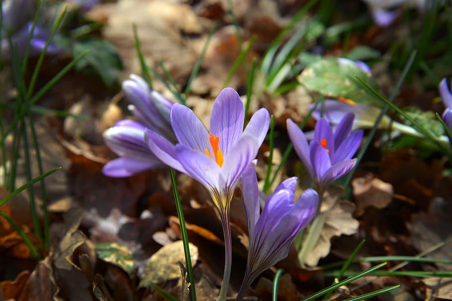lilla petal blomst, lilla, kronblad, blomst, krokus, violet, forår, Skov, natur, vækst, skrøbelighed, blomstrende plante, plante, sårbarhed, skønhed i naturen, friskhed, tæt på, iris, jord, Mark, blomsterhoved, ingen mennesker, blomsterstand, fokus på forgrunden, pollen, 5K