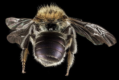 Zimmermann Biene, Nahaufnahmen, Maurerbiene, Makro, Bestäuber, Fehler, Insekt, Flügel, Nahansicht, Tierwelt, Pollen, Stachel, montiert, Rückseite, U.S. Geologische Befragung, schwarzer Hintergrund, ein Tier, Tierthemen, Tier, Studioaufnahme, wirbellos, Tiere in freier Wildbahn, Tierflügel, Gliederfüßer, Tierkörperteil, keine Leute, drinnen, Natur, Haar, Tierhaar, fliegen, Zoologie, Tierauge, 1080P, CC0, gemeinfrei, lizenzfrei