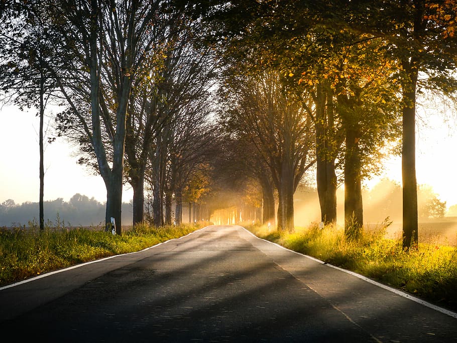 vicolo tedesco, grigio, vuoto, strada, alberi, giorno, albero, tramonto, luce del sole, ombra, erba, foresta, pomeriggio, sole, Tedesco, ger, autunno, vicolo, Germania, pianta, la strada davanti, direzione, mezzi di trasporto, bellezza nella natura, natura, la tranquillità, scenics - natura, scena tranquilla, cielo, nessuno, scena non urbana, paesaggio, terra, prospettiva decrescente, crescita, all'aperto, treelined, 4K