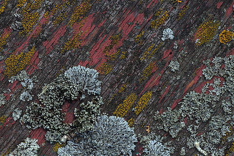 legna, sfondo, modello, struttura, tessere, vecchia vernice, pianta, nessuno, giorno, fotogramma intero, natura, lichene, sfondi, crescita, albero, multicolore, strutturato, all'aperto, bellezza nella natura, avvicinamento, vista dall'alto, legno - materiale, roccia, intemperie, roccia - oggetto, albero di conifere, 5K, CC0, dominio pubblico, privo di copyright