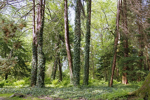 hutan hijau, Ayo pergi, pohon, alam, hutan, hijau, ivy, lingkungan, pemandangan, eropa, jalan, melihat, ketenangan pikiran, hari yang cerah, ekologi, liburan, di luar rumah, warna hijau, daun, menanam, tidak ada orang, keindahan di alam, musim panas, batang pohon, pohon pinus, tanah, pertumbuhan, ketenangan, bagasi, hari, adegan non-urban, adegan yang tenang, dedaunan yang subur, scenics - alam, dedaunan, lingkungan Hidup, tanaman bambu, pohon jenis konifera, hutan pinus, 4K, CC0, domain publik, bebas royalti