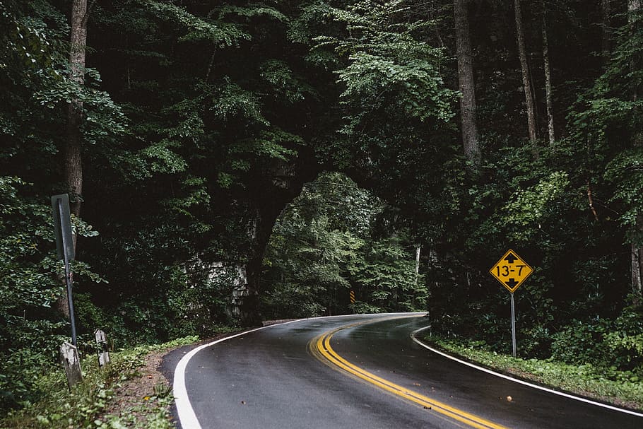 carretera, Camí, verd, herba, arbres, plantes, bosc, vista, paisatge, naturalesa, humit, signe, arbre, planta, transport, direcció, el camí a seguir, símbol, comunicació, senyal de trànsit, marcatge de carreteres, cap gent, marcatge, color verd, carretera buida, creixement, orientació, corba, doble línia groga, a l'aire lliure, 4K