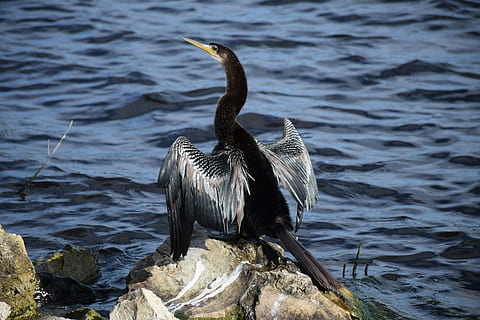 Anhinga, aripi, uscare, pasăre, corp, corp întreg, stâncă, lac, lac asta, Kissimmee, florida, animale în sălbăticie, animale sălbatice, un animal, animale tematice, zi, apă, animal, animale vertebrate, nici o persoana, natură, pelican, cormoran, să se concentreze asupra primelor elemente, păsări de apă, frumusețe în natură, obiect de rocă, 5K, CC0, domeniu public, fără drepturi de autor