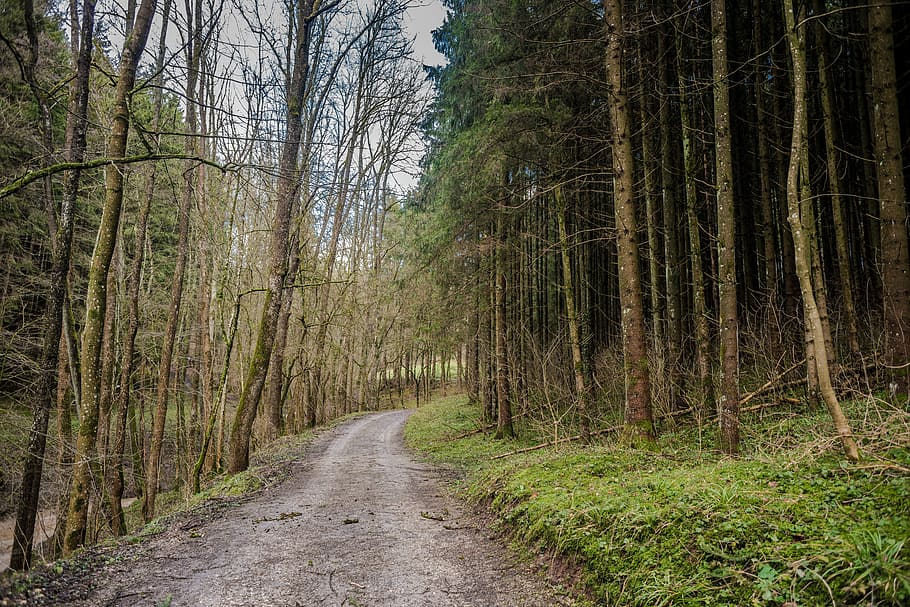trä, natur, träd, landskap, väg, blad, parkera, säsong, miljö, vandra, naturskön, höst, spår, bort, skog, landa, ensam, växt, riktning, vägen framåt, lugn, trädstam, trunk, inget folk, skönhet i naturen, lugn plats, icke-urbana scenen, tillväxt, gångstig, scenics - natur, minskande perspektiv, utomhus, treelined, lång, bambu - växt, 5K