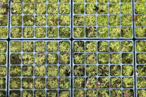 Modul, Aktie, Artikel, waschen, Mosaik-, Fotomosaik, Puzzle, Rasengitter, eilen, Gitter, Festsetzung, Bretter, Garten, Gartengestaltung, Design, gartendeko, Gartenarchitektur, Gartendekoration, unter Tage, Boden, Vollbild, keine Leute, Tag, Wachstum, Nahansicht, drinnen, Hintergründe, Muster, grüne Farbe, Wiederholung, in einer Reihe, Pflanze, Seite an Seite, direkt darüber, gestalten, Geometrische Figur, Natur, Metallgitter, draußen, Baumschule, 4K, CC0, gemeinfrei, lizenzfrei