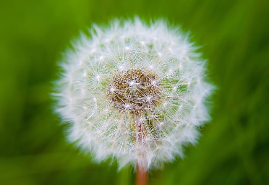 blanc, flor de dent de lleó, focalitzar la fotografia, dent de lleó, efecte de llum, fluff, naturalesa, macro, temporada, primavera, flor, fons, planta amb flors, planta, vulnerabilitat, fragilitat, frescor, primer pla, bellesa a la natura, creixement, Color blanc, inflorescència, centrar-se en primer pla, suavitat, cap de flor, cap gent, llavor de dent de lleó, dia, a l'aire lliure, 4K