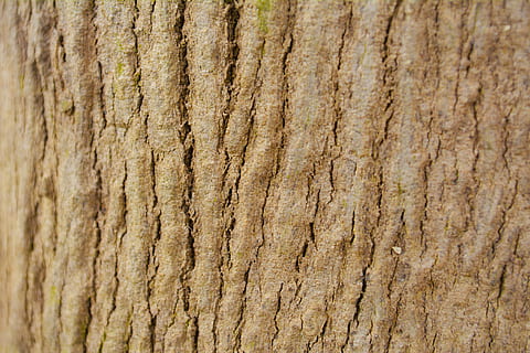 mønster, design, struktur, kulisse, væg, stil, skabelon, dekorative, stof, baggrunde, natur, Brun, tæt på, materiale, tekstureret, ru, træ, træ - materiale, abstrakt, fuld ramme, træstamme, bagagerum, ingen mennesker, plantebark, plante, dag, naturligt mønster, udendørs, trækorn, tekstureret effekt, naturlig tilstand, 4K, CC0, offentligt domæne, royaltyfrie