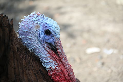 Peru, pássaro, quintal, Fazenda, aves domésticas, cabeça, temas animais, animal, um animal, vertebrado, animais selvagens, animais em estado selvagem, fechar-se, parte do corpo animal, cabeça de animal, focar em primeiro plano, ninguém, azul, dia, natureza, bico, retrato, ao ar livre, parte do corpo, olhando, peru - ave, olho animal, Vista de perfil, 5K, CC0, domínio público, royalty free