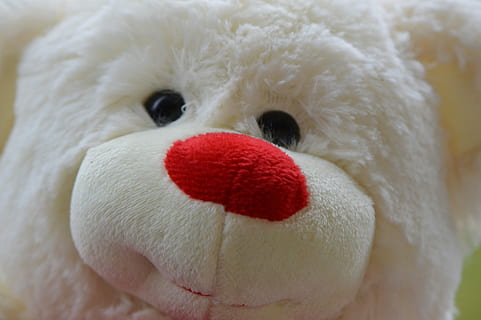 Bär, Bären, Plüsch-, süß, Süss, Teddy, lustig, weiße Farbe, rot, Nahansicht, keine Leute, ein Tier, Vogel, Tierthemen, Tier, Wirbeltier, Tierkörperteil, Tierkopf, Tiere in freier Wildbahn, Tierwelt, Tag, Fokus auf den Vordergrund, Weichheit, Porträt, Natur, inländisch, Haustiere, 5K, CC0, gemeinfrei, lizenzfrei