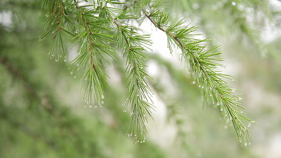 naaldboom, dauw, regen, doorn, natuur, boom, Bos, tak, dennenboom, naald - plantdeel, groenblijvende boom, vuren boom, groene kleur, winter, Kerstmis, detailopname, buitenshuis, seizoen, fabriek, groei, Pinaceae, geen mensen, schoonheid in de natuur, dag, nat, deel van de plant, blad, laten vallen, selectieve aandacht, dennenbos, regendruppel, 5K, CC0, publiek domein, royaltyvrij