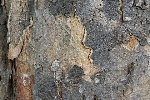 corteccia di albero, abbaiare, ceppo, struttura, albero, legna, sfondi, fotogramma intero, strutturato, tronco d'albero, tronco, nessuno, avvicinamento, ruvido, corteccia vegetale, intemperie, giorno, vecchio, all'aperto, modello, natura, pianta, caratteristica della parete, legno - materiale, danneggiato, effetto strutturato, 5K, CC0, dominio pubblico, privo di copyright