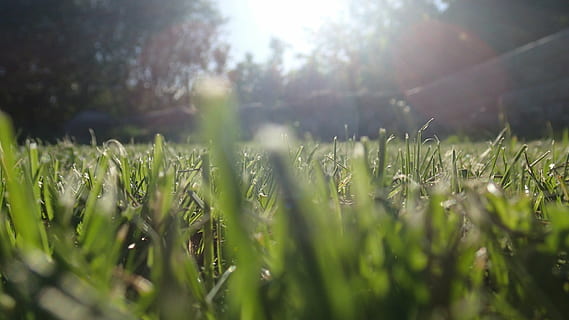 gress, sugerør, sol, vår, sommer, grønn, plen, anlegg, natur, sollys, felt, vekst, selektiv fokusering, land, lysskjær, grønn farge, skjønnhet i naturen, dag, ro, ingen folk, solstråle, himmel, nærbilde, landskap, miljø, jordbruk, utendørs, overflatenivå, gresstrå, mykt fokus, 1080P, CC0, offentlig domene, opphavsrett gratis