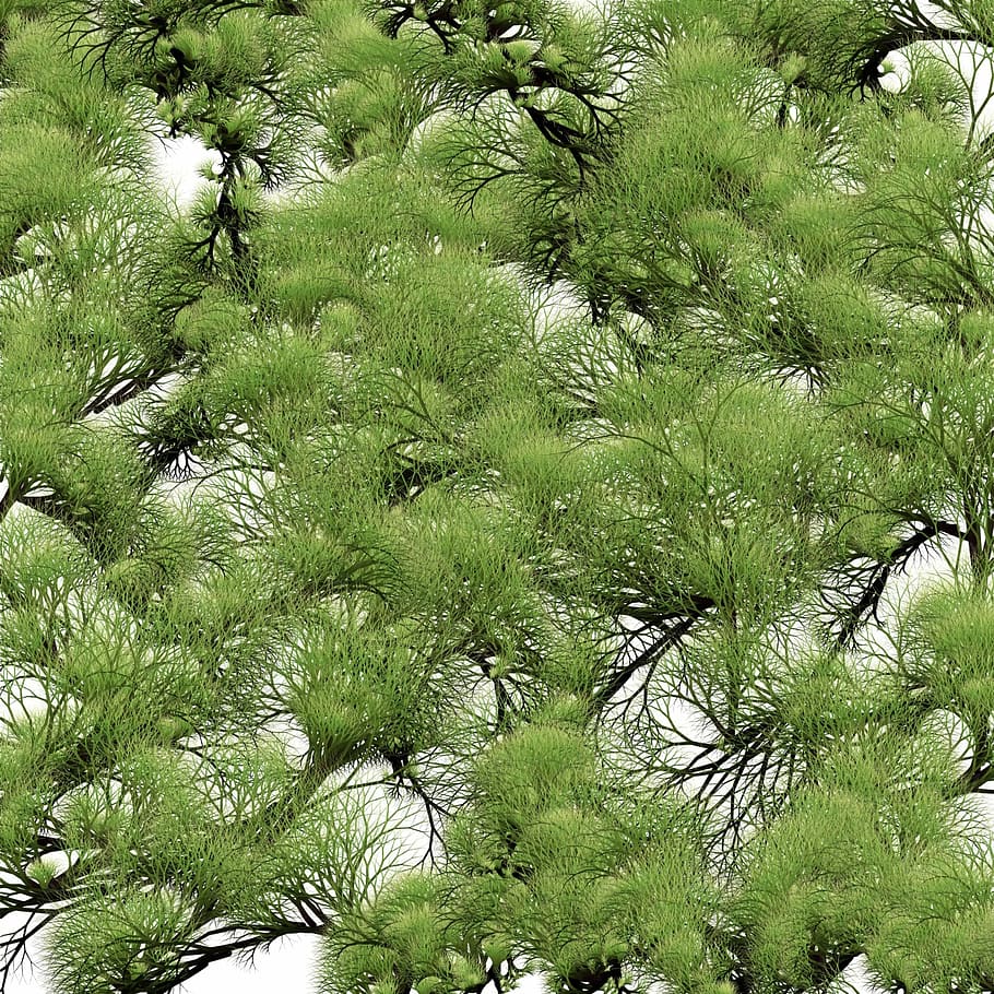 Hintergrund, abstrakt, Textur, texturiert, Baum, Zweige, Ast, Natur, Grün, Pflanze, grüne Farbe, Hintergründe, Vollbild, keine Leute, Wachstum, Schönheit in der Natur, Tag, draußen, üppiges Laub, Flachwinkelansicht, Wald, Ruhe, Laub, Blatt, Nahansicht, Land, immergrüner Baum, Kiefer, Nadelbaum, direkt darunter, Baumkrone, Regenwald, Kiefernwald, 1080P