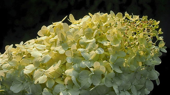 hydrangea, bunga, mekar, taman, alam, menanam, tanaman kebun, hydrangea putih jepang, taman bunga, tanaman hias, kelezatannya, berbunga, berwarna, tanaman berbunga, merapatkan, keindahan di alam, daun bunga, kuning, kerentanan, kerapuhan, kesegaran, kepala bunga, hal berkembang, tidak ada orang, pertumbuhan, warna putih, di luar rumah, daun, latar belakang hitam, bagian tanaman, merangkai bunga, seikat bunga, buket, 4K, CC0, domain publik, bebas royalti