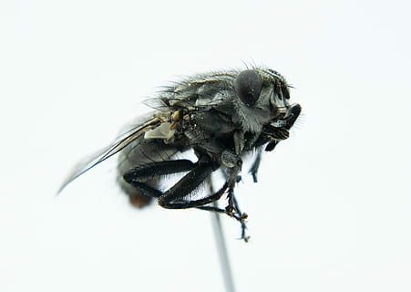 abelhas cinzentas, mosca, macro, perto, inseto, olho de mosca, fechar-se, fotografia macro, jardim de insetos, foto de inseto, mosquito, Olhos compostos, whopper, macro de insetos, foto macro, peludo, temas animais, invertebrado, animal, animais selvagens, um animal, animais em estado selvagem, fundo branco, tiro do estúdio, ninguém, natureza, asa animal, parte do corpo animal, abelha, copie o espaço, dentro de casa, olho animal, 2K, CC0, domínio público, royalty free