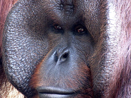 gorilla, primate, scimmia, mammifero, animale, zoo, africano, bestia, peloso, in via di estinzione, ritratto, viso, natura, espressive, capo, fauna selvatica, un animale, animali allo stato selvatico, avvicinamento, guardando la fotocamera, nessuno, parte del corpo animale, vertebrato, giorno, specie in pericolo, occhio animale, naso animale, 4K, CC0, dominio pubblico, privo di copyright