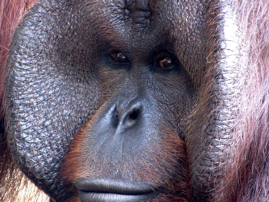 goril·la, primat, mico, mamífer, animal, zoo, africà, bèstia, pelut, en perill d’extinció, retrat, cara, vida salvatge, expressiu, cap, fauna animal, un animal, animals a la natura, primer pla, mirant la càmera, cap gent, part del cos dels animals, vertebrats, dia, Espècies en perill d'extinció, ull d’animals, nas animal, 4K