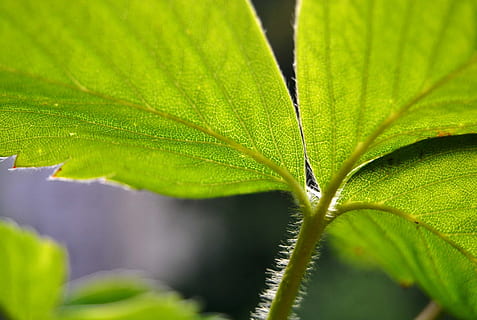 jordbær, blad, struktur, grøn, natur, sund og rask, frugter, mad, blade, sommer, vitaminer, plante, frugtskål, jordbær blomst, tæt, måltid, jordbær busk, jordbær frugt, frugt, forår, velsmagende, ingredienser, frisch, hellig geometri, plante del, grøn farve, tæt på, ingen mennesker, udendørs, dag, vækst, skønhed i naturen, friskhed, fokus på forgrunden, mad og drikke, selektiv fokusering, træ, dyr, vand, 2K, CC0, offentligt domæne, royaltyfrie