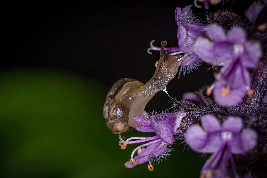 cargol, macro, habitatge, shell, tancar, naturalesa, mol·lusc, animal, lentament, closca de cargol, cargols de cargol, mucositat, planta amb flors, flor, fauna animal, planta, temes d'animals, un animal, primer pla, bellesa a la natura, porpra, invertebrat, frescor, animals a la natura, cap gent, insecte, fragilitat, vulnerabilitat, pètal, cap de flor, fons negre, polinització, 4K