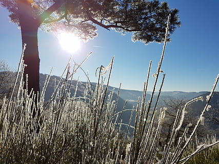 Frost, eifel, Winter, Natur, Wachstum, ländliche Szene, Sonnenlicht, Pflanze, Feld, Himmel, Schönheit in der Natur, Sonnenstrahl, Ruhe, ruhige Szene, Linseneffekt, Tag, Szenen - Natur, Berg, Gras, keine Leute, Sonne, Baum, Land, Nicht-städtische Szene, draußen, hell, hell erleuchtet, 4K, CC0, gemeinfrei, lizenzfrei