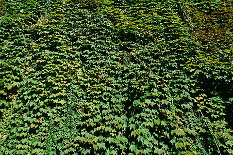 ivy, daun, pokok anggur, berjalan, hijau, warna hijau, alam, dedaunan yang subur, hutan, latar belakang, menanam, pertumbuhan, keindahan di alam, bagian tanaman, pohon, ketenangan, dedaunan, tidak ada orang, hari, bingkai penuh, di luar rumah, sinar matahari, kesegaran, tanah, Daun-daun, 5K, CC0, domain publik, bebas royalti