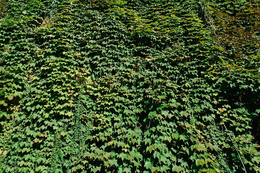 ivy, daun, pokok anggur, berjalan, hijau, warna hijau, alam, dedaunan yang subur, hutan, latar belakang, menanam, pertumbuhan, keindahan di alam, bagian tanaman, pohon, ketenangan, dedaunan, tidak ada orang, hari, bingkai penuh, di luar rumah, sinar matahari, kesegaran, tanah, Daun-daun, 5K