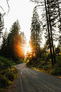 sunlight through trees, trees, beside, gray, road, pine, forest, sunlight, sunshine, sunset, sun rise, cloudy sky, travel, distance, get outside, white salmon, pnw, tree, plant, sky, transportation, direction, the way forward, nature, beauty in nature, tranquility, growth, no people, non-urban scene, diminishing perspective, tranquil scene, empty road, land, scenics - nature, outdoors, 4K, CC0, public domain, royalty free