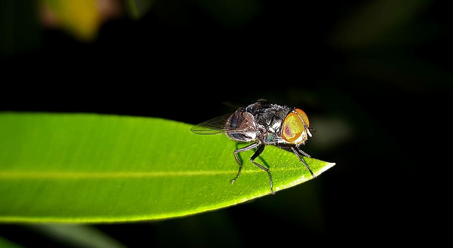volar, mosca domèstica, insecte, full, insectoide, primer pla, petit, ales, insecte volador, insecte alat, plaga, molest, baladre, nit, entomologia, artròpode, dípters, un animal, temes d'animals, animals a la natura, fauna animal, animal, invertebrat, part de la planta, color verd, cap gent, naturalesa, ala dels animals, planta, a l'aire lliure, bellesa a la natura, macro, enfocament selectiu, fons negre, 1080P