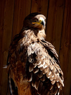 buzzard, paukštis, plėšrūnas, gyvūnas, stuburiniai, gyvūnų temos, gyvūnų gyvūnija, vienas gyvūnas, gyvūnams, plėšrusis paukštis, Iš arti, erelis, nėra žmonių, ruda, erelis - paukštis, dieną, plunksna, sutelkti dėmesį į naujas žinias, mediena - medžiaga, snapas, gyvūnų kūno dalis, ieško, gyvūnų galva, 2K, CC0, Viešasis domenas, nemokamai