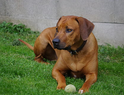 Ridgeback adult de rodi, mentides, herba, gos, ridgeback, rhodesian, nacional, mascotes, caní, mamífer, un animal, animals domèstics, temes d'animals, animal, vertebrats, marró, planta, assegut, cap gent, relaxació, camp, dia, naturalesa, retrat, cap d’animals, 4K, CC0, domini públic, lliure de regalies
