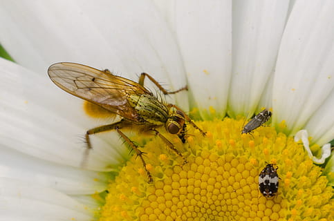 error, flor, macro, insecte, groc, blanc, pètal, natural, volar, nèctar, flora, escarabat, color, florir, pol·len, invertebrat, animal, fauna animal, temes d'animals, animals a la natura, un animal, primer pla, planta amb flors, bellesa a la natura, cap gent, abella, naturalesa, planta, dia, ala dels animals, cap de flor, a l'aire lliure, polinització, 2K, CC0, domini públic, lliure de regalies