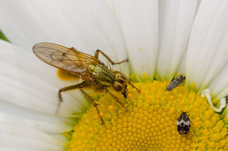 error, flor, macro, insecte, groc, blanc, pètal, natural, volar, nèctar, flora, escarabat, color, florir, pol·len, invertebrat, animal, fauna animal, temes d'animals, animals a la natura, un animal, primer pla, planta amb flors, bellesa a la natura, cap gent, abella, naturalesa, planta, dia, ala dels animals, cap de flor, a l'aire lliure, polinització, 2K
